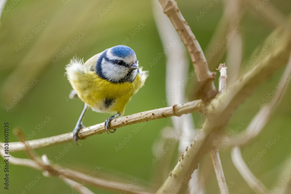 Obraz premium Une mésange bleue sur une brindille à contre-jour les plumes dans le vent
