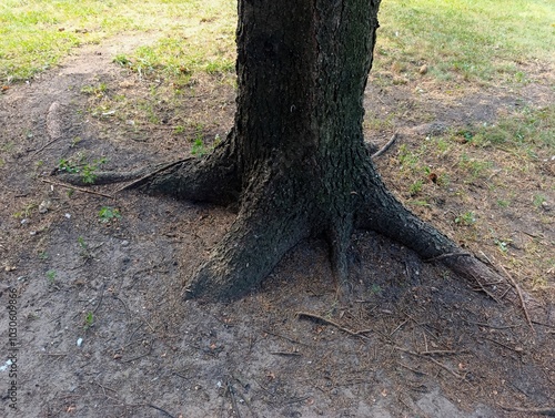 A large tree that has been cut down in the middle of a dirt field