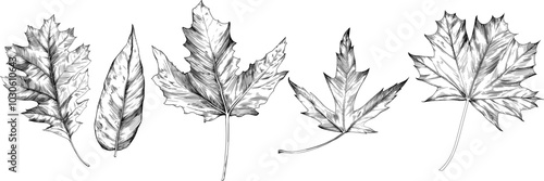 Hand drawn autumn leaves set. Black and white engraved ink art collection. Isolated leaf illustration.