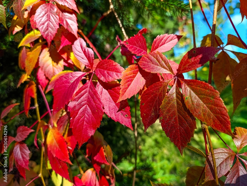 A bunch of red and yellow leaves on a tree A bunch of red and yellow leaves on a tree