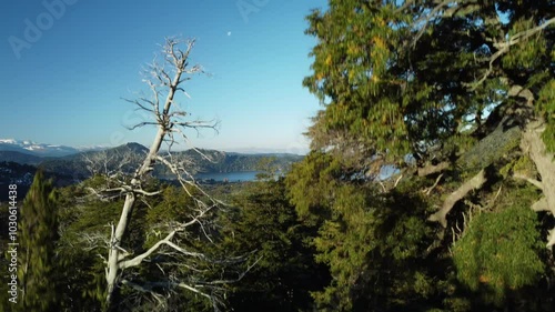 trees in the woods