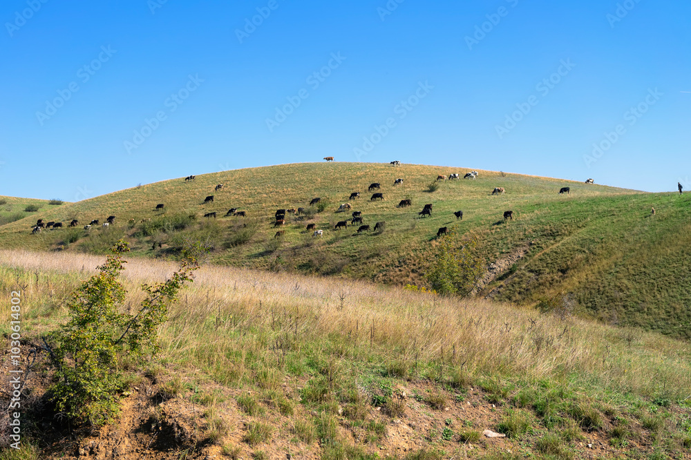 Fototapeta premium Cattle grazing peacefully on a sunlit hillside under clear blue sky, bright autumn afternoon