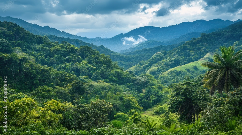 Rain forest Rain forest