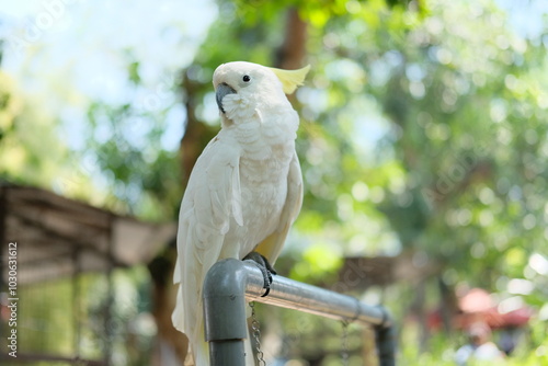 The white cockatoo (Cacatua alba) - Close up details of the white parrot, the white parrot in the wild