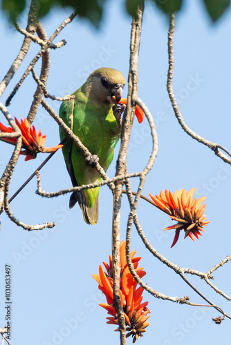 Brown-headed Parot (Poicephalus cryptoxanthus) foraging on a flower of the Coral Tree, Limpopo, South Africa photo