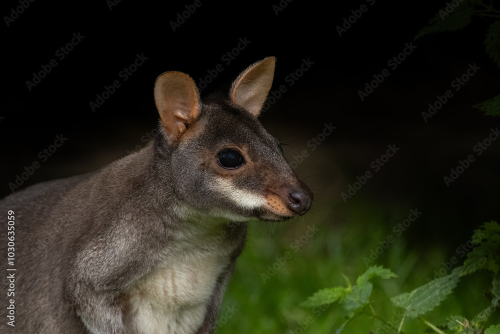 kangaroo in the park kangaroo in the park