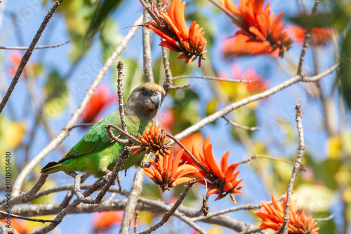 Brown-headed Parrot (Poicephalus cryptoxanthus) feeding on the flowers of a Coral Tree, Kruger National Park, South Africa photo