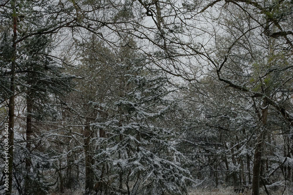 Snow-covered trees in a serene winter forest landscape Snow-covered trees in a serene winter forest landscape