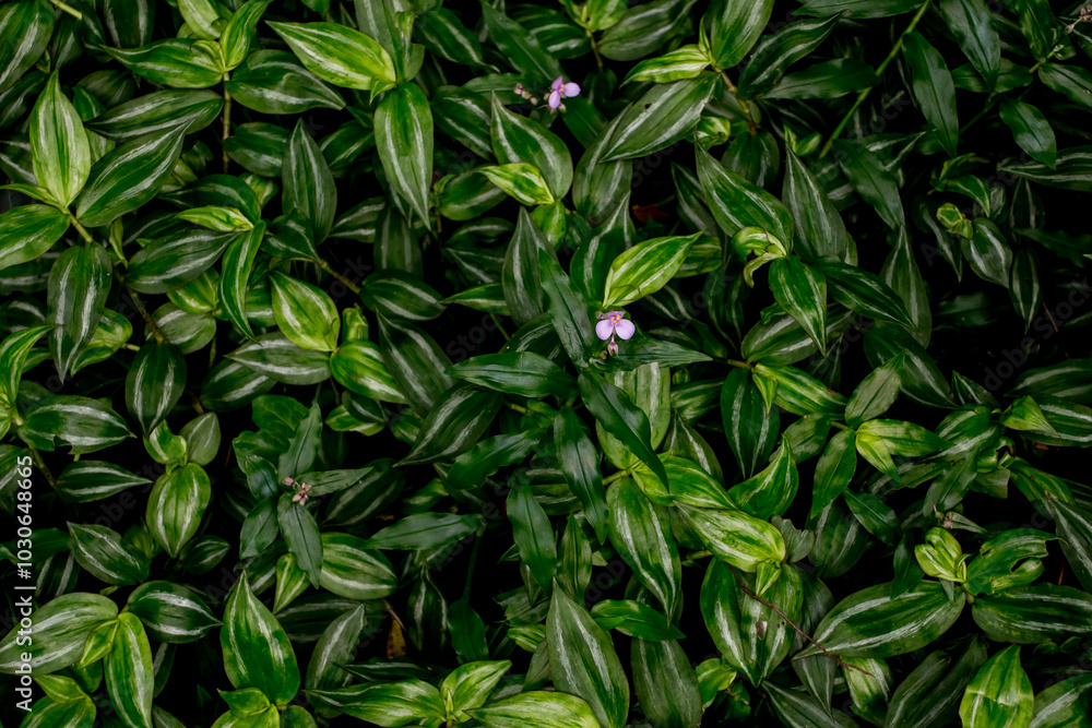 Zebrina pendula (Tradescantia zebrina) plant texture background Zebrina pendula (Tradescantia zebrina) plant texture background