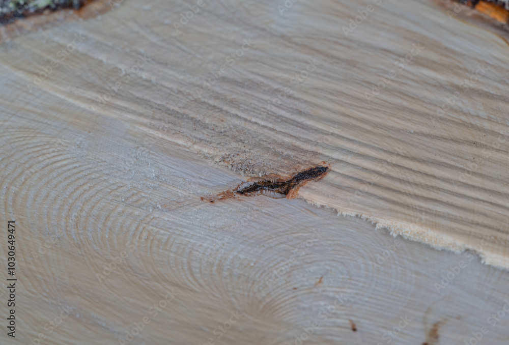 Baumstamm Hintergrund nach dem der Baum gefällt worden ist