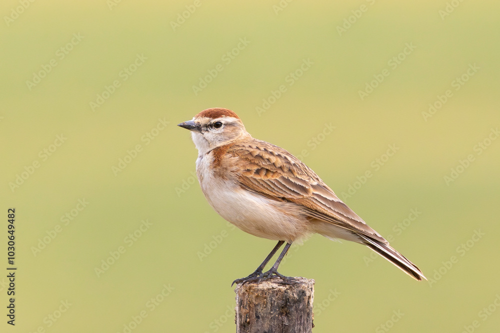 Red-capped Lark (Calandrella cinerea ) perched on fence post in farmland near Swellendam, Western Cape, South Africa Red-capped Lark (Calandrella cinerea ) perched on fence post in farmland near Swellendam, Western Cape, South Africa