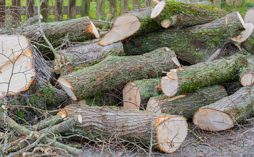 Obraz na płótnie Baumarbeiten und Baumfällung an einem kranken Baum w salonie