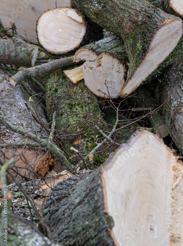 Obraz na płótnie Baumstamm Hintergrund nach dem der Baum gefällt worden ist w salonie