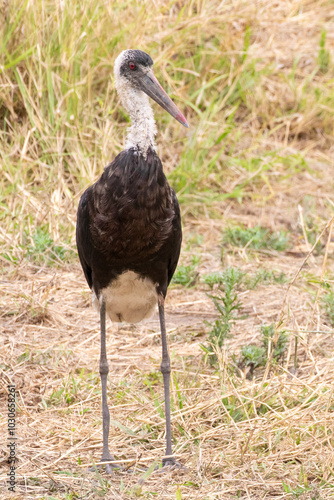 African Woolly-necked Stork (Ciconia microscelis) Kruger National Park, South Africa
 photo