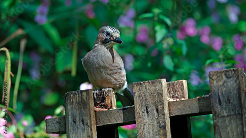 Eurasian jays at a woodland site