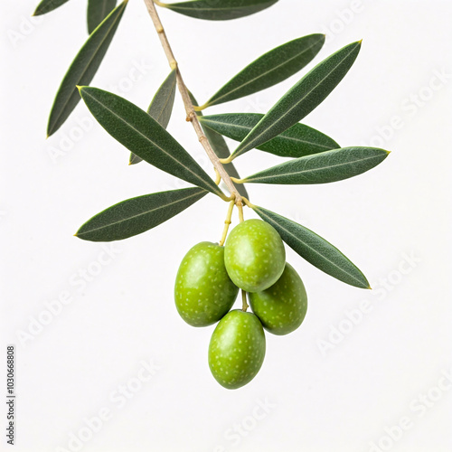 green olives on branch with white background