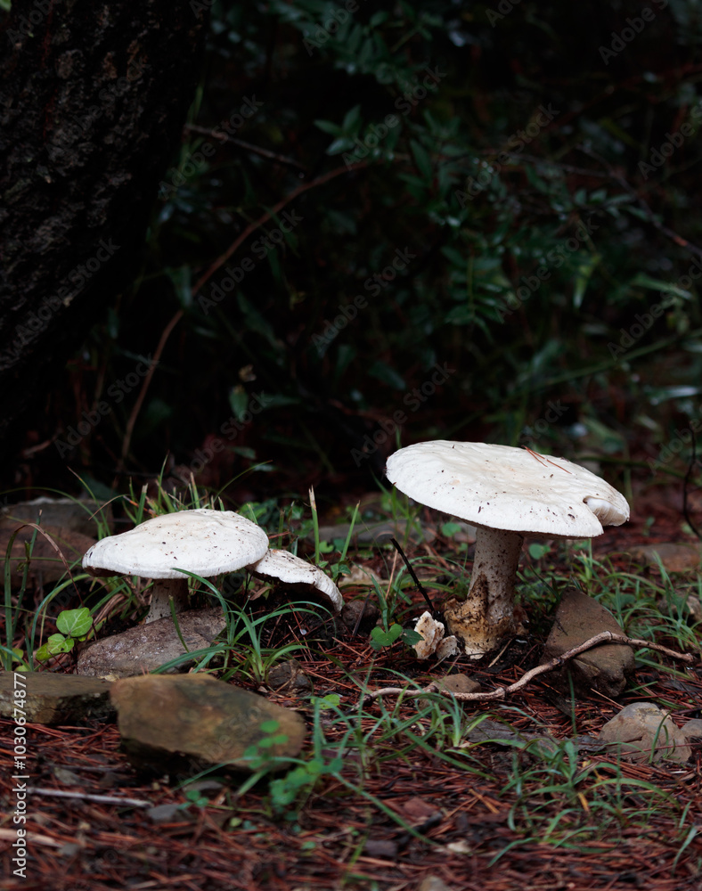 Fototapeta premium white mushrooms in the forest in autumn.