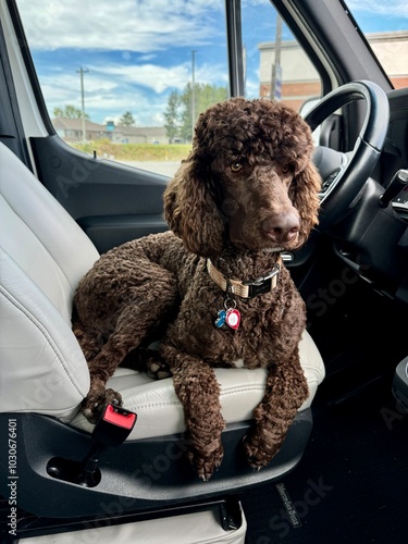Valokuva A brown standard poodle sitting on a van seat relaxing while on a vacation road trip