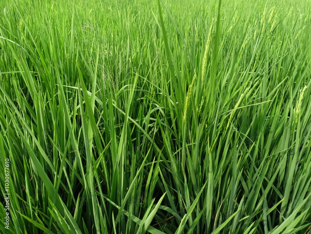 rice growing well in the rice fields rice growing well in the rice fields