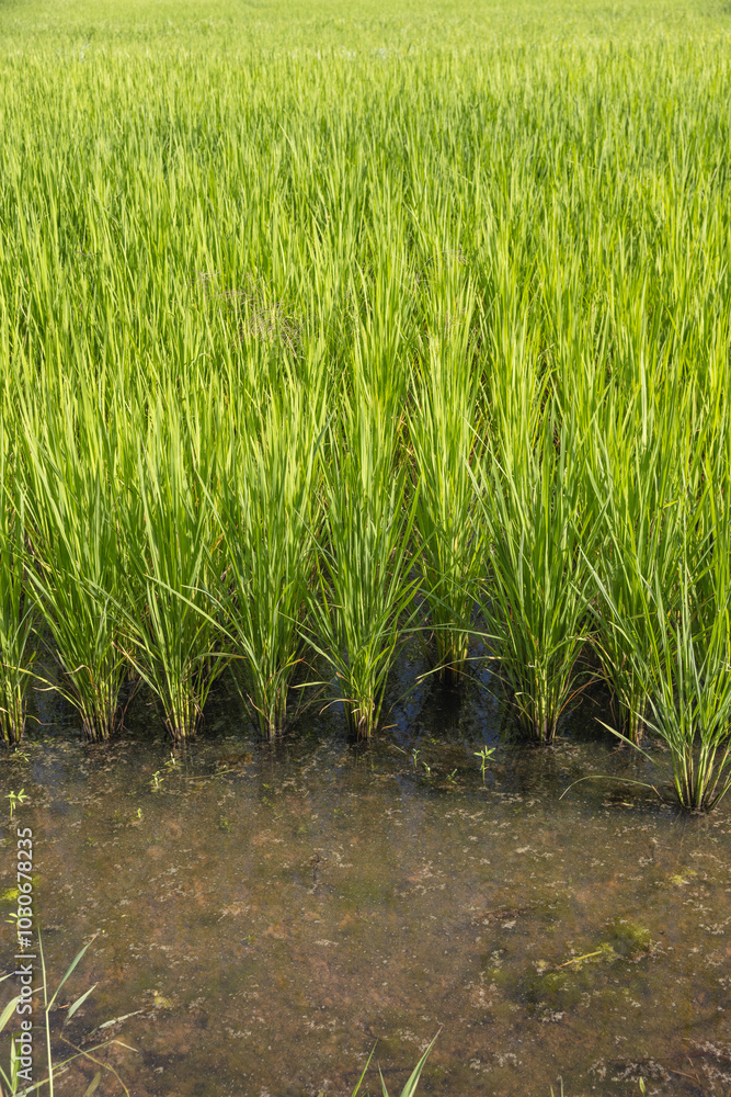 Obraz premium Methane emission from rice farming from traditional flooded-field.
