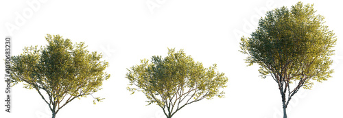 Plinia cauliflora (Brazilian Grapetree, Jaboticaba Tree, Jabuticaba) tree shrub isolated png in sunset light on a transparent background premium cutout  photo