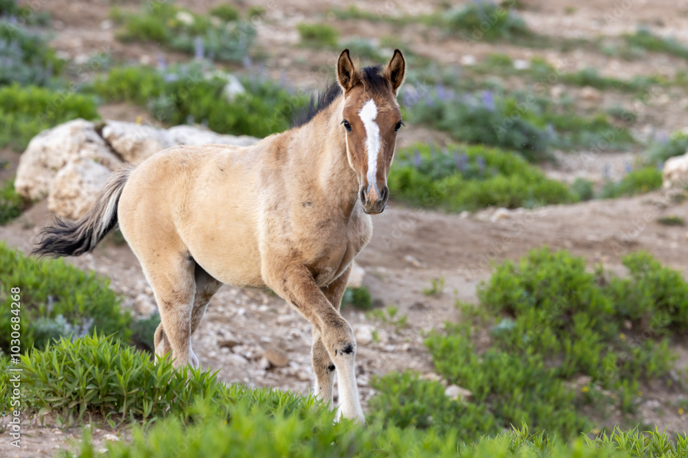 Wild Horse Foal in the Pryor Mountains Montana in Summer Wild Horse Foal in the Pryor Mountains Montana in Summer