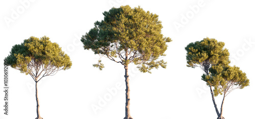 Pinus Pinea Stone Pine (maritime, cluster) pine bush shrub and tree isolated png on a transparent background evening light premium cutout medium-size Pinaceae mountain pine fir 
