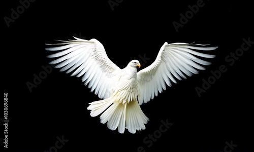 White dove with outstretched wings on a dark background in flight