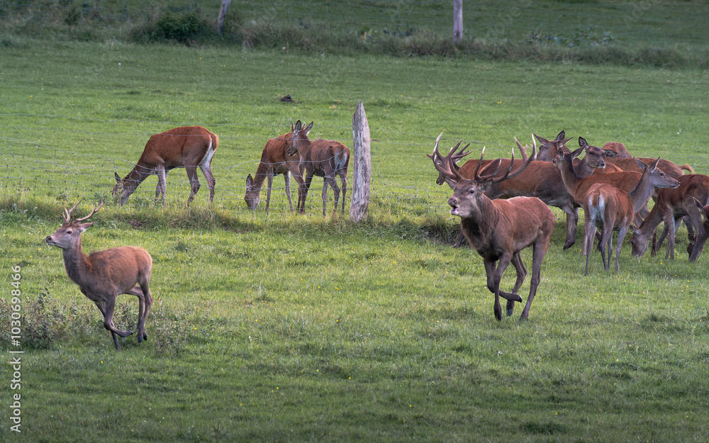 Obraz premium Dominant deer chasing a young deer. In the background does and fawns. France