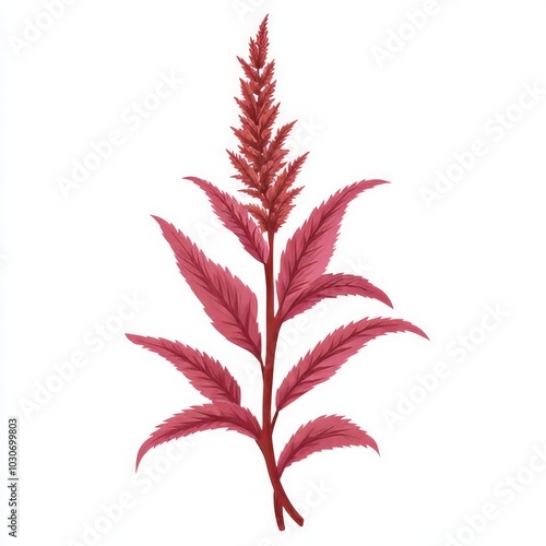 An amaranth vector illustration