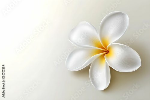 White Frangipani Flower PNG on Clear Background, plumeria, plant, botanical, nature