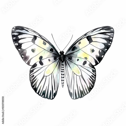 Elegant Black and White Zebra Butterfly Illustration