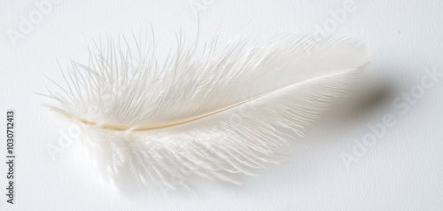 A delicate white feather with soft barbs and a slight curl, isolated on a white surface photo