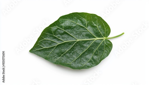 A detailed close-up of a single green ivy leaf, with intricate veins, standing out on a white background