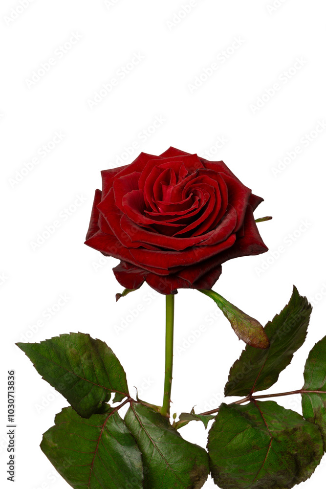 Fototapeta premium Beautiful red rose isolated on white background.