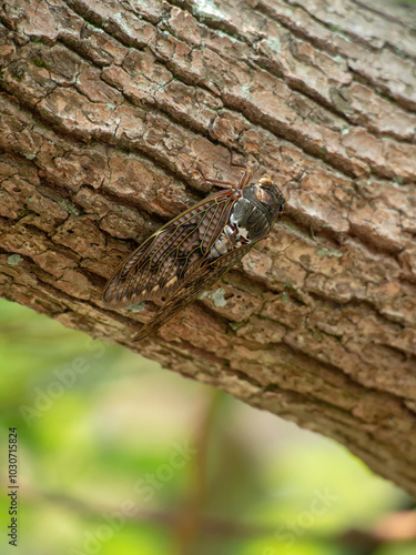 Cicada insect on a branch photo