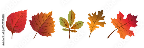 Autumn leaves with veins vector illustration. Flat style illustration.