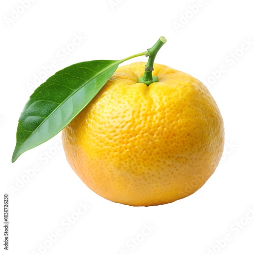 Yuzu  – Japanese Citrus isolated on transparent background