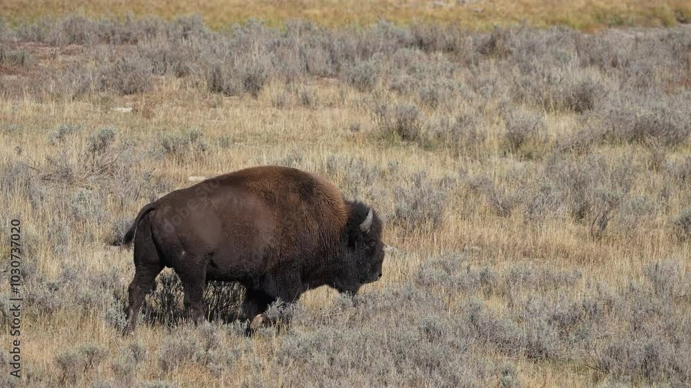 Zoom wide shot of a bison walking through the landscape in Yellowstone. Zoom wide shot of a bison walking through the landscape in Yellowstone.