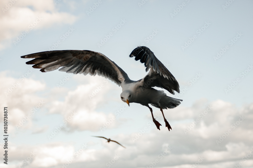 flying vulture in flight flying vulture in flight