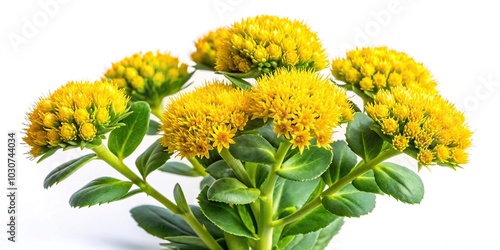 Inflorescence of yellow rhodiola rosea flowers isolated on white background