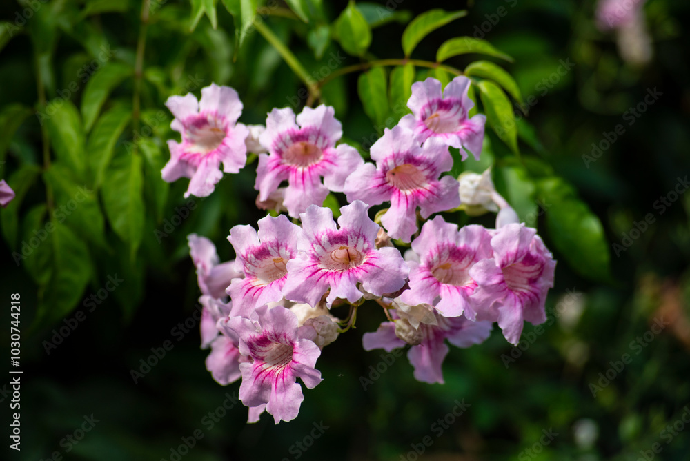 Beautiful pink bell-shaped flowers Beautiful pink bell-shaped flowers