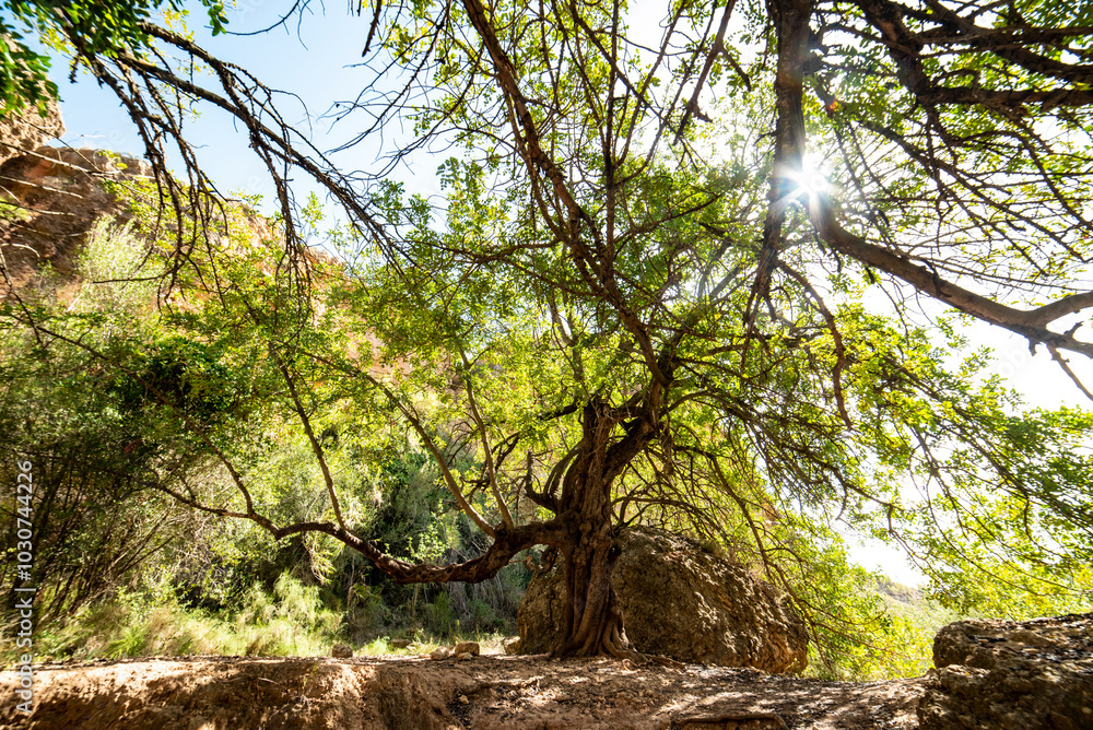 a huge carob tree in the Spanish mountain a huge carob tree in the Spanish mountain