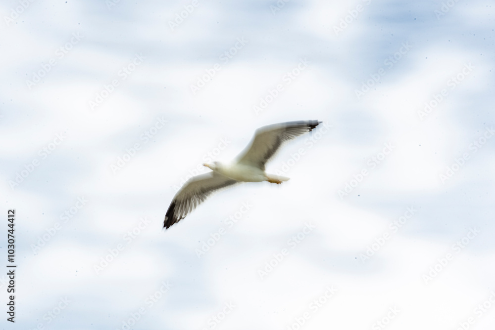 Obraz premium Seagulls flying in abstract and creative version