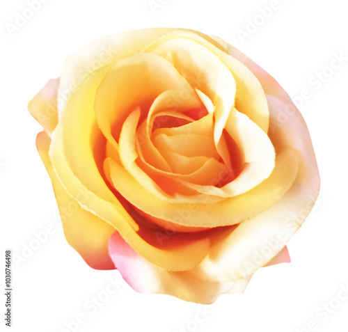 close up of  a yellow rose on white background with clipping path