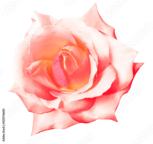 close up of rose flower on white background with clipping path and full depth of field