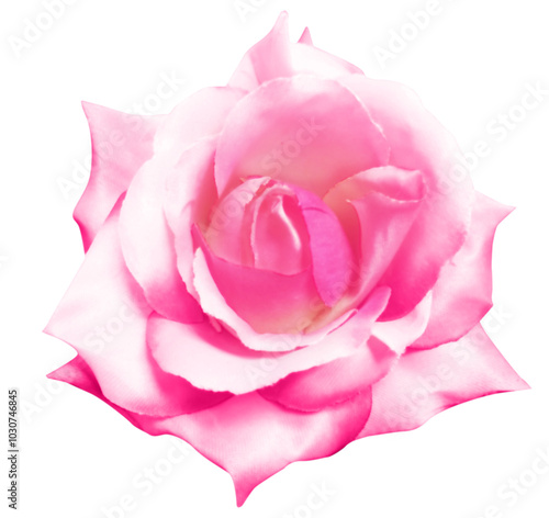 pink rose flower head isolated on white background with clipping path.