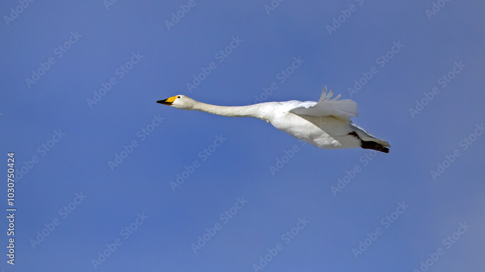 A beautiful white swan flying on  the sky. Whooper swan or common swan (Cygnus cygnus).