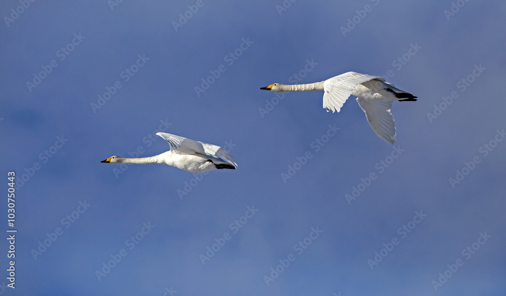 Obraz premium The couple of wild swans flying over spring fields. Whooper swan or common swan (Cygnus cygnus).