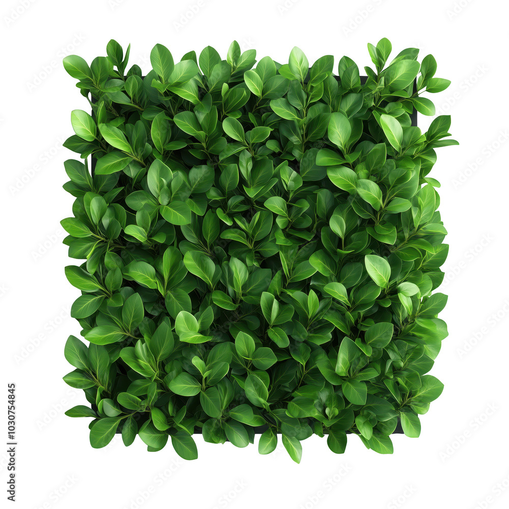 Fototapeta premium Vibrant green leaves arranged in a compact square, perfect for nature-inspired designs and decor. isolated on transparent background.